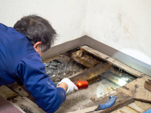 Best Mold Damage Repair  in West Liberty, OH