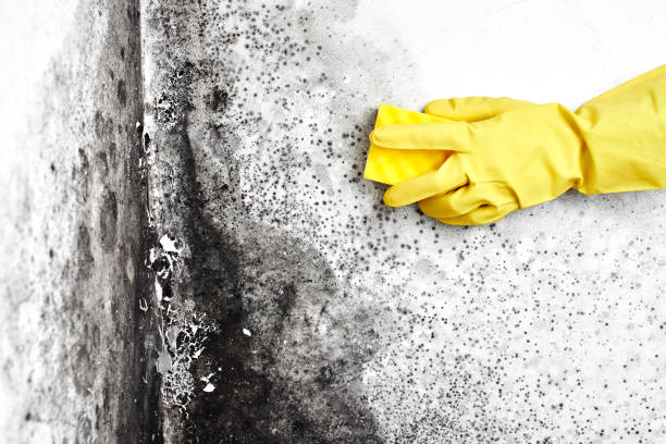 Best Toxic Mold Removal  in West Liberty, OH