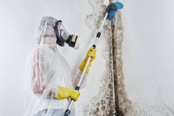 Best Home Mold Removal  in West Liberty, OH
