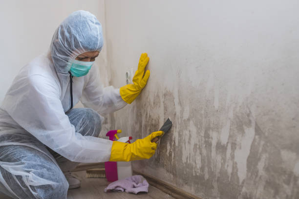 Best Mold Removal Company Near Me  in West Liberty, OH