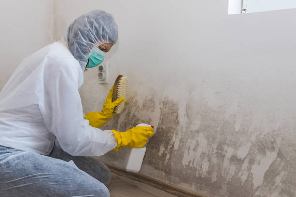 Best Fast Mold Removal  in West Liberty, OH