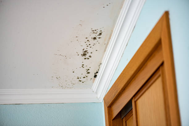 Best Attic Mold Removal  in West Liberty, OH