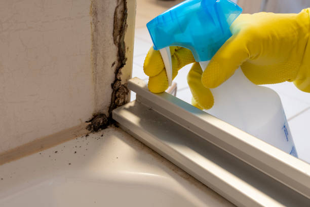 Best Professional Mold Removal  in West Liberty, OH