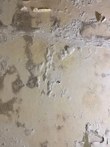 Mold Removal and Inspection in West Liberty, OH