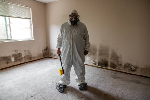 Best Local Mold Removal Service  in West Liberty, OH