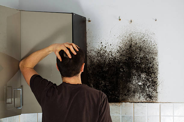 Best Mold Removal Company Near Me  in West Liberty, OH