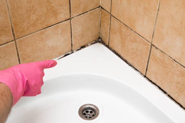 Best Residential Mold Removal  in West Liberty, OH